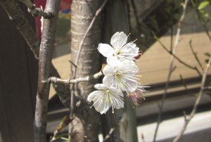 sakura